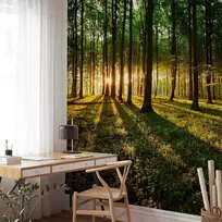 Artgeist Fototapetas - Spring: Morning in the Forest