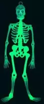 Helovino kabantis skeletas švytintis tamsoje (fluorescencinis) 33cm