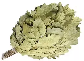 Miesto lauko pirties šluotelė „WHISH OAK LUX FLAMMIFERA“