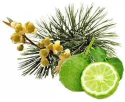 HARVIA saunos kvapų koncentratas, kalninė pušis , bergamotė, litsea cubeba 100 ml