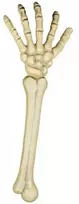 Boland Traciks Skeleto ranka (46cm)