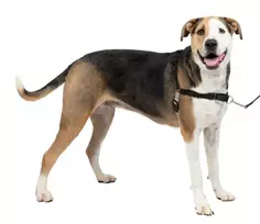 Petsafe Easy Walk® Petnešos šunims, juodos spalvos, dydis: XL (EW-H-XL-BK-45)