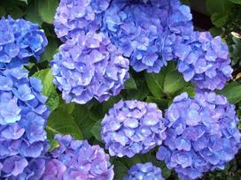 Lauko augalas didžialapė hortenzija, Ø 10,5, 20 cm, lot. Hydrangea mac. mix bicolor