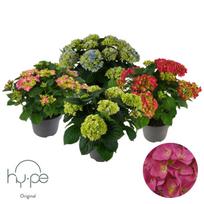 Lauko augalas šluotelinė hortenzija, Ø 23, 60 cm, lot. Hydrangea pan. mix