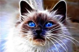 Deimantinė mozaika Norimpex Cat Magic, įvairių spalvų