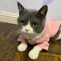 Kalėdiniai naminių kačių kostiumai katėms Žieminiai Kedi Katten Sphynx megztiniai Hoodie Kostiumas Mascotas Drabužiai Ropa Para Gato XS（old）