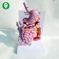 Human Digestive System Model: Large Intestine, Rectum, Duodenum, Stomach & Intestines Anatomical Structure