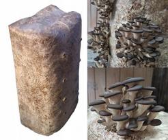 Austrių grybų micelis Didelis Balot Kubas Apie 15Kg