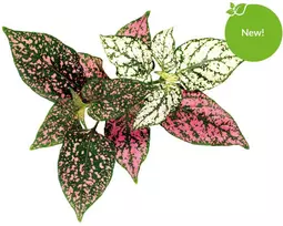 Click & Grow Smart Garden 3 vnt. papildymas - margojo turklenio sėklos