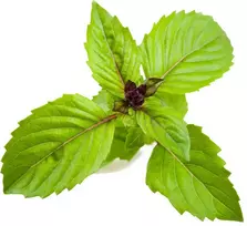 Click and Grow 3 vnt. papildymas - bazilikų sėklos (Cinnamon Basil)