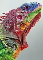 Wizardi Deimantinis paveikslas Iguana WD065 27*38 cm