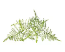 Click & Grow sėklos išmaniajam vazonui - Plunksnašakis smidras (SGR80X3) 3vnt.