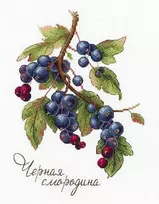 Mp Studija Beldizart Gamtos dovanos. Juodieji serbentai SNV-694