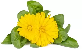 Click & Grow sėklos išmaniajam vazonui - Medetkos, 3vnt.