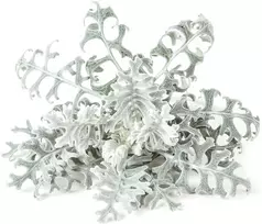 Click & Grow sėklos išmaniajam vazonui - Pilkšvalapė žilė (Dusty Miller), 3 vnt.