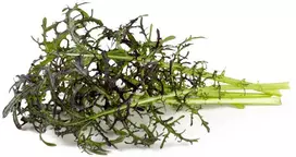 Click And Grow Click & Grow sėklos išmaniajam vazonui - Japoninės garstyčios (Raudona Frill Mustard), 3 vnt.