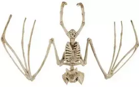 Šikšnosparnio skeletas - dekoracija 30 cm Malatec 22005