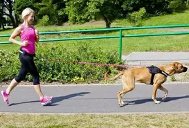 Dingo virvė iš juostos su amortizatoriumi ir rankena 170 cm - 14695