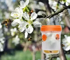 Saulės vabzdžių gaudyklė - oranžinė