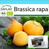 SAFLAX Dovanų rinkinys – Ekologiškas – Ropė – Goldana – 500 sėklų – Su dovanų dėžute, kortele, etikete ir vazono substratu – Brassica rapa