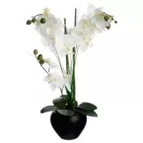 Orchidėja „Atmosphera“ juodame vazone, 53 cm