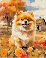 Omaart Pomeranijos špicai