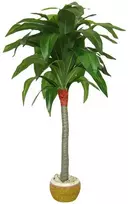 Dirbtinis augalas Dracena 110cm
