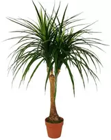 Dirbtinis augalas Dracena 120cm