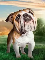 Hobilt Dreaming Dog Deimantinio Paveikslo komplektas CS2537