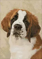 Hobilt St. Bernard pup 30х40 Deimantinio Paveikslo komplektas Cs2416