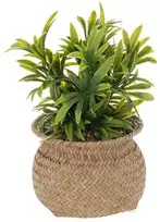 Atmosphera Dirbtinis augalas JIL vazonėlyje, aukštis 20 cm