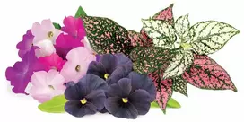 Click And Grow Click & Grow Plant Pods 9-Pack - Vibrant Flower Mix