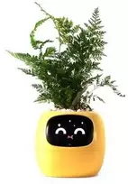 Kwiatydonice PlantsIO gebenė geltona