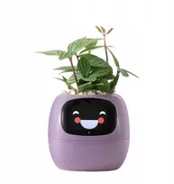 Kwiatydonice PlantsIO gebenė violetinė