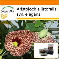 SAFLAX - Sodas maiše - Dutchman's Pipe - 80 sėklų - Su substratu tinkamame stovimame maiše - Aristolochia littoralis