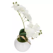 Bikuvalt Dekoratyvinis augalas Orchidėja su vazonu 20x20x26 cm (mix) Atmosphera 155716