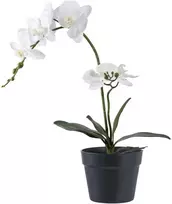 House Nordic Dirbtinė augalija, Orchidėja, A: 49 cm, Žalia.