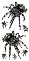 GMBH & CO Tarantulos tatuiruotė