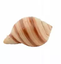 Terra Natura Aqua Natura akvariumo dekoracija žalias koralas didelis 14 cm