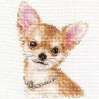 Alisa Beldizart Chihuahua S1-30