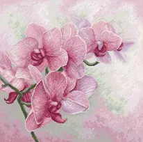 luca S Grakščiosios orchidėjos SB7009