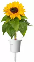Click And Grow Click & Grow Plant Pods 3-Pack - Mini Sunflowers - Geltona