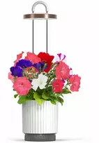 Click And Grow „Click & Grow HydroVase“ – auginkite šviežius augalus patalpose ištisus metus su LED apšvietimu ir savaiminio laistymo sistema – balta