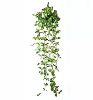Terra Natura Terariumo dekoracijos kabantis augalas vidutinio dydžio 22 * 8 * 62 cm