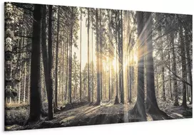 Artgeist Paveikslas - Forest Sun