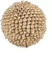 Bazaar Dekoratyvinis kamuolys Oluolu Shell Ball 13x13x13 cm baltas, kriauklė