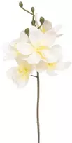 Edelman Dirbtinės gėlės vazonėlyje 34cm orchidėja/krem.sp.