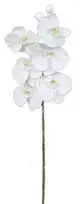 Edelman Dirbtinės gėlės vazonėlyje 82cm orchidėja/balta