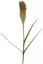 Emivela Dirbtinis varpinis augalas 92cm rudas