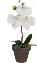 Edelman Dirbtinės gėlės vazonėlyje 26cm orchidėjos/baltos